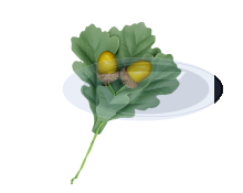 Eichenlaub für Schützenhut